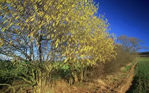 Hazels: Common HAZEL - Flowering in February in hedge