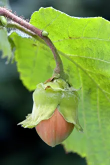 Hazels: Common Hazel - hazelnut