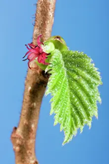 Hazels: Common Hazel leaf