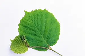 Hazels: Common Hazel Leaf