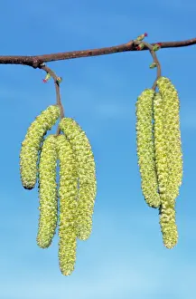 Hazels: Common Hazel Tree - catkins