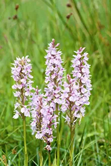 Fuchsii: Common / Heath Spotted Orchids in damp meadow (probably