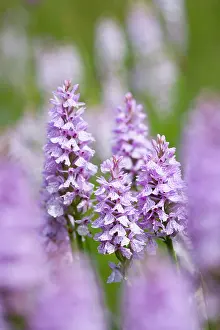Fuchsii: Common / Heath Spotted Orchids in damp meadow (probably