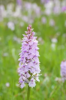 Fuchsii: Common / Heath Spotted Orchids in damp meadow (probably