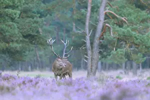 Hoge: Common Heather