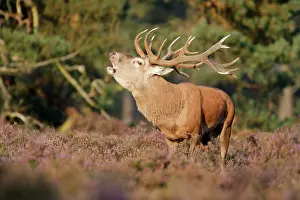 Bellow: Common Heather
