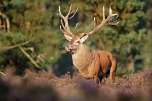 Hoge: Common Heather