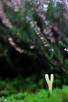 Spindles: Common Heather