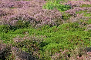 Heatland: Common Heather