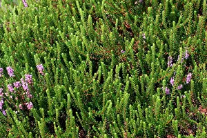 Heatland: Common Heather