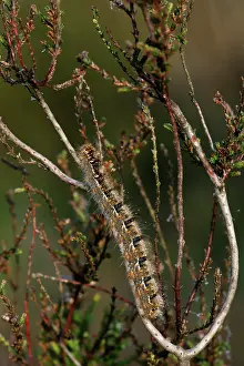 Peatland: Common Heather