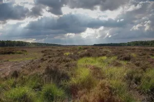 Calluna: Common Heather