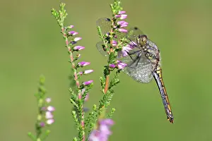 Calluna: Common Heather