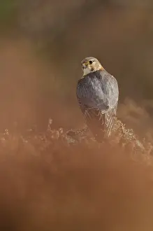 Merlin: Common Heather
