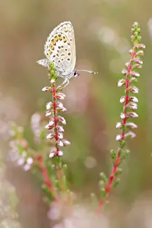 Argus: Common Heather