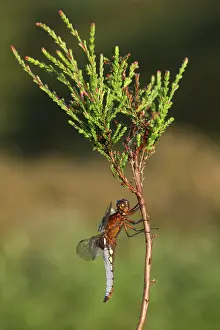 Calluna: Common Heather