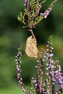 Calluna: Common Heather
