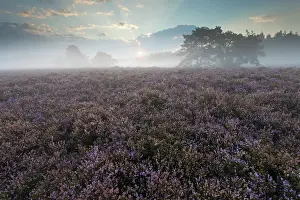 Calluna: Common Heather