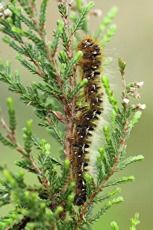 Calluna: Common Heather