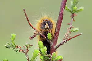 Calluna: Common Heather