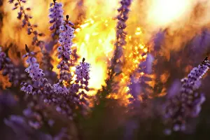 Calluna: Common Heather