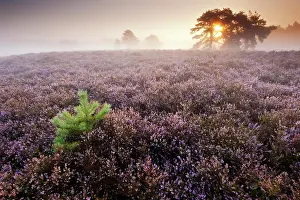 Calluna: Common Heather