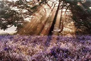 Sunrays: Common Heather