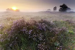 Calluna: Common Heather