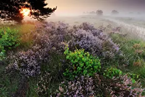 Calluna: Common Heather