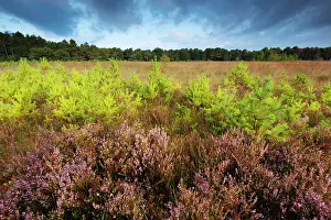 Calluna: Common Heather