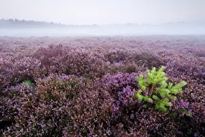 Calluna: Common Heather