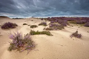 Calluna: Common Heather