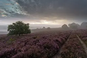 Calluna: Common Heather