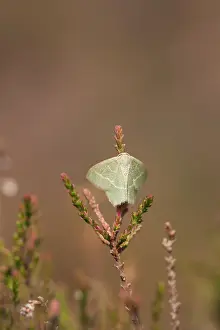 Calluna: Common Heather