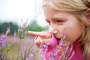 Calluna: Common Heather