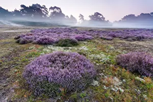 Calluna: Common Heather