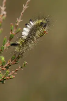 Calluna: Common Heather