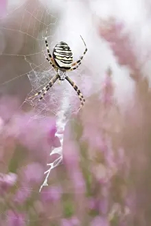 Argiope: Common Heather