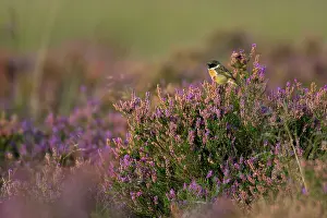 Calluna: Common Heather