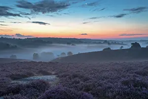 Calluna: Common Heather