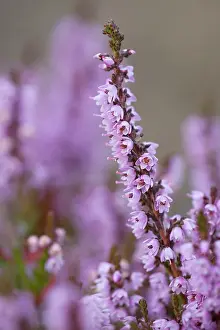 Calluna: Common Heather