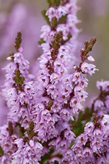 Calluna: Common Heather