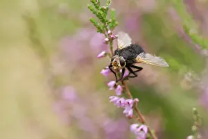 Calluna: Common Heather