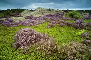 Calluna: Common Heather