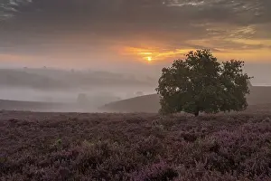 Calluna: Common Heather