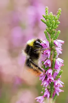 Bombus: Common Heather