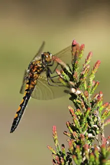 Calluna: Common Heather