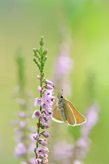 Calluna: Common Heather