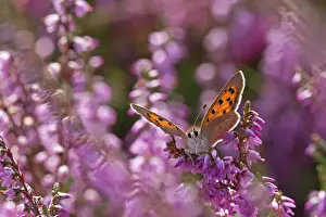 Calluna: Common Heather