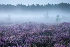 Broom: Common Heather (Calluna vulgaris) in the morning